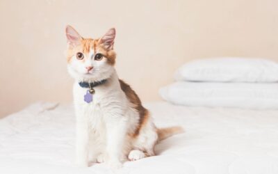 5 Purrfect Reasons To Adopt A Shelter Cat
