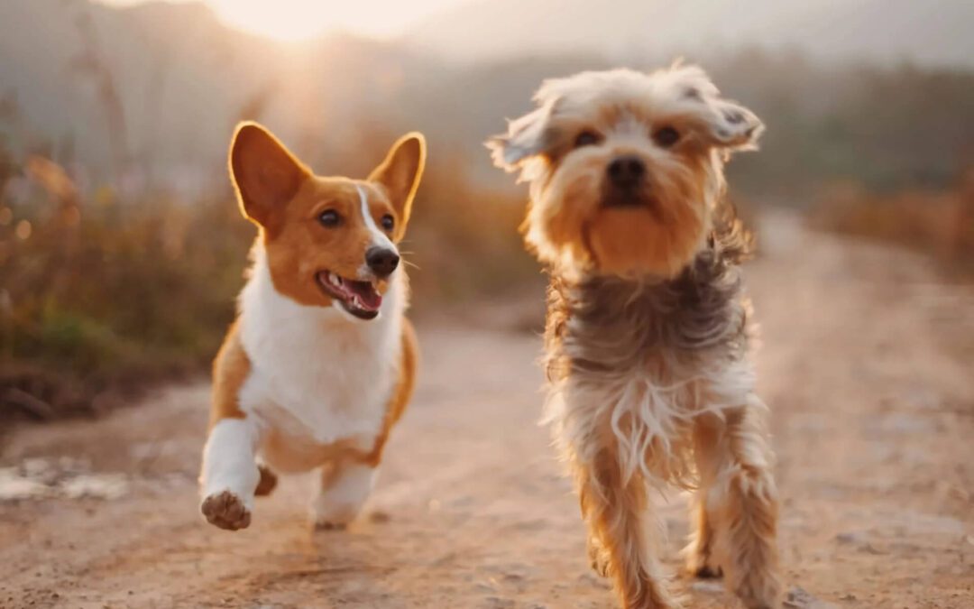 Two dogs running on a dirt road