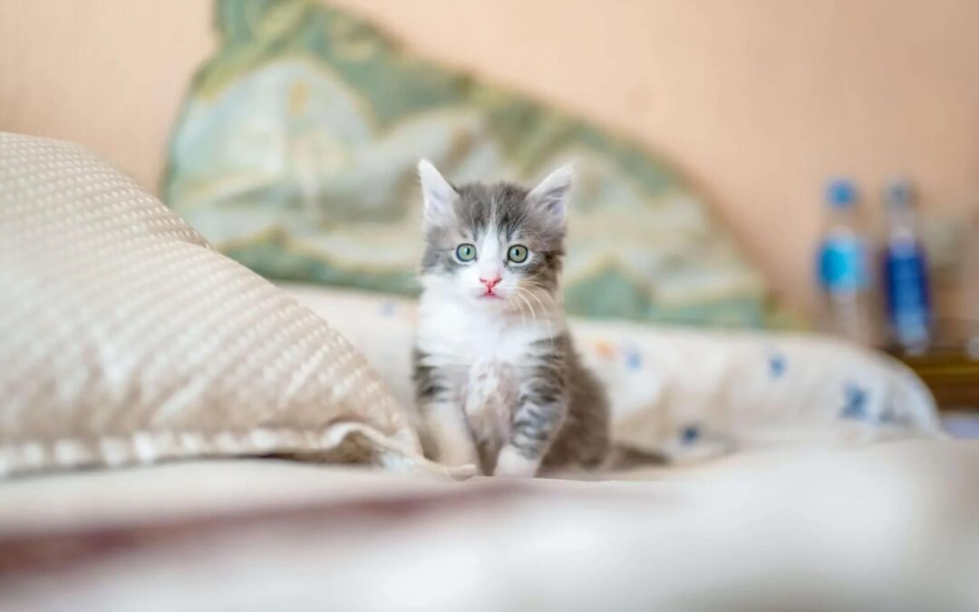 A kitten on a bed
