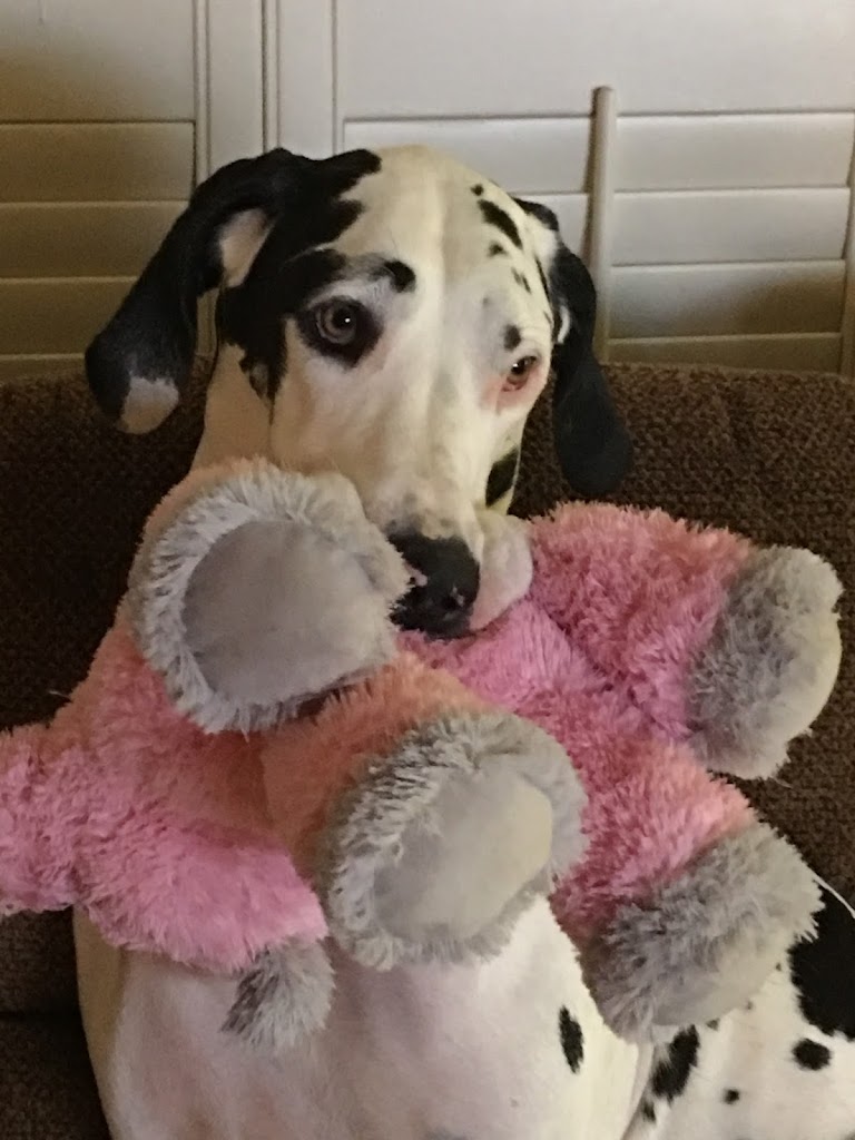 dog with plush toy