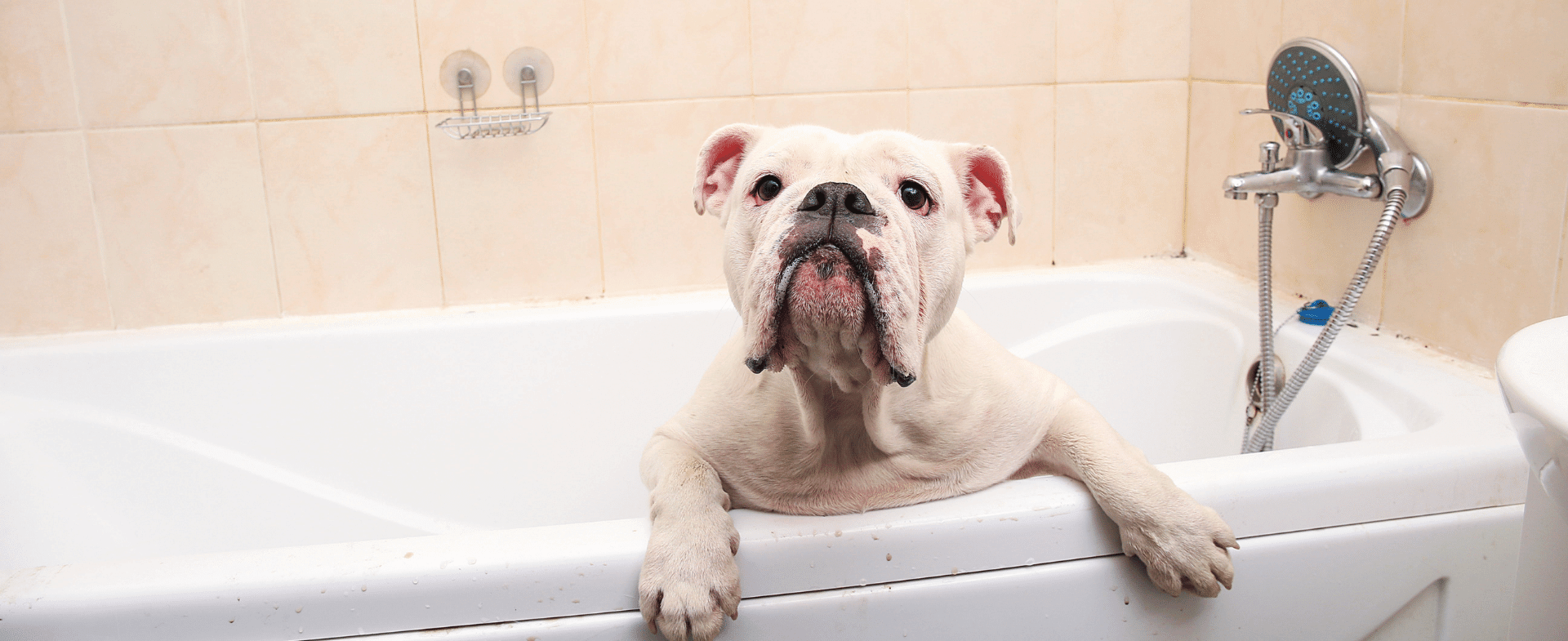 Pet Bathing In Columbia, TN 38401 | Animal Care Center Of Carters Creek
