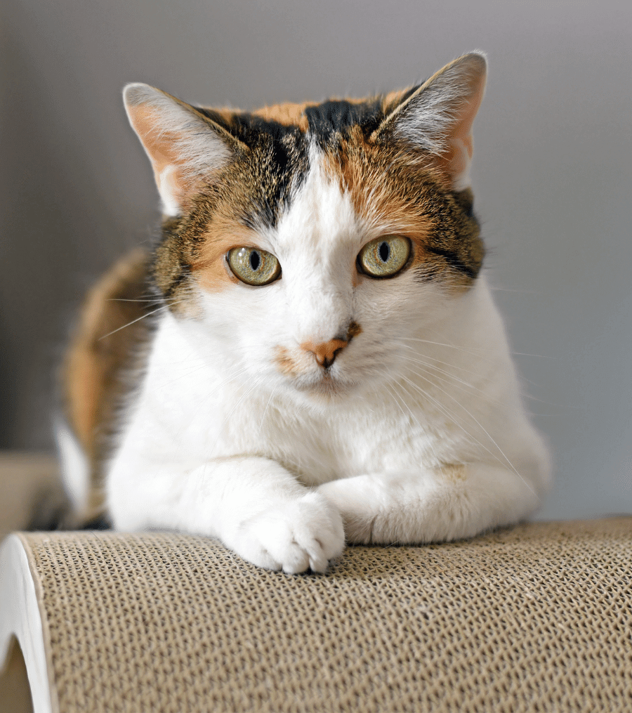 Cat Resting on Scratch Board