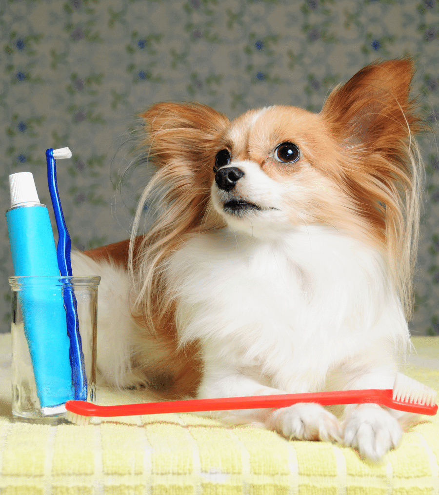 A dog lying on a table with a toothbrush