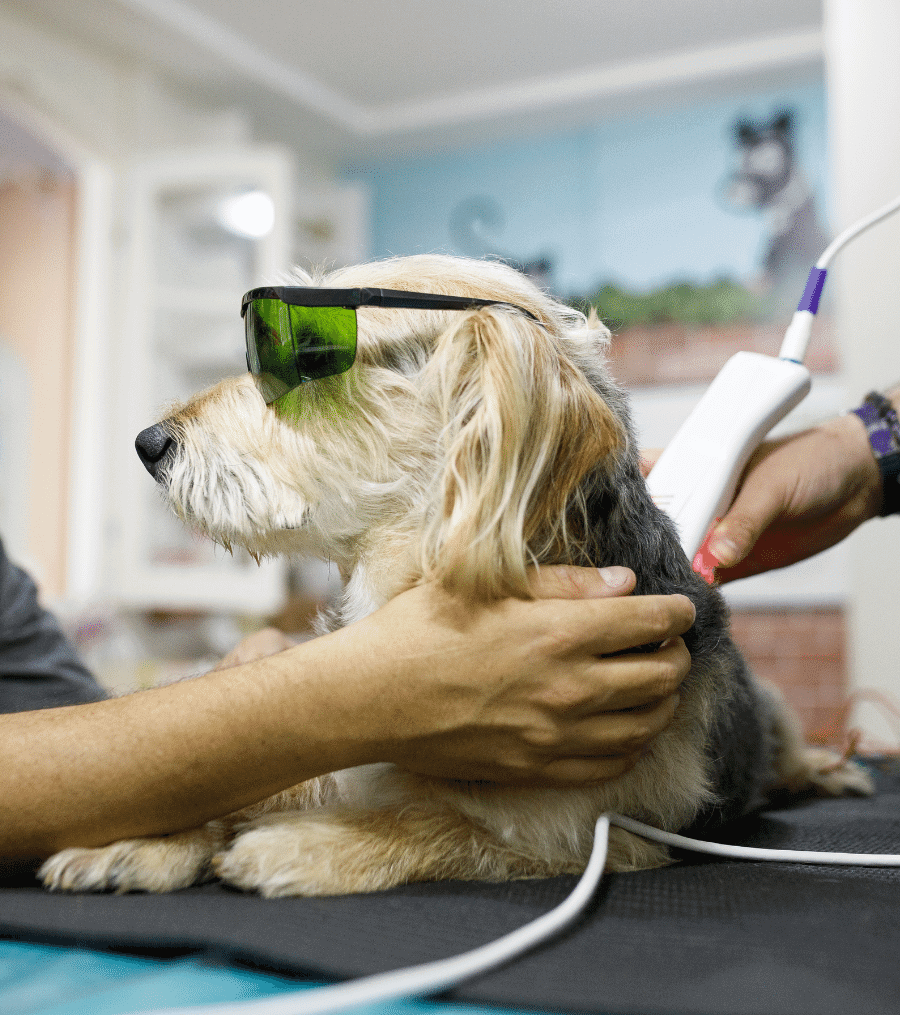 Man holding dog while it's getting laser therapy
