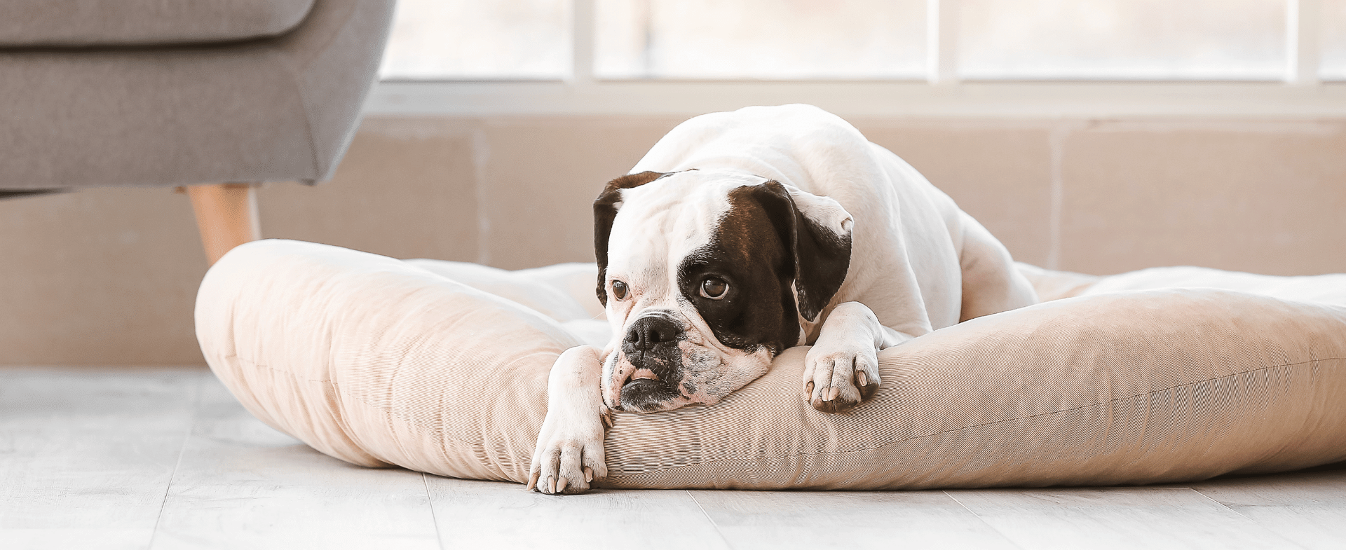 Pet Overnight Boarding In Columbia, TN 38401 Animal Care Center Of