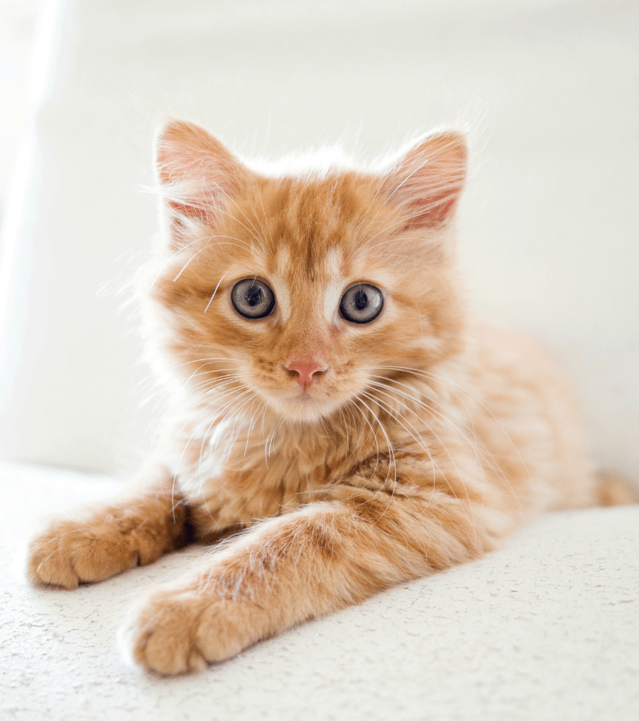 Orange kitten lying on a surface