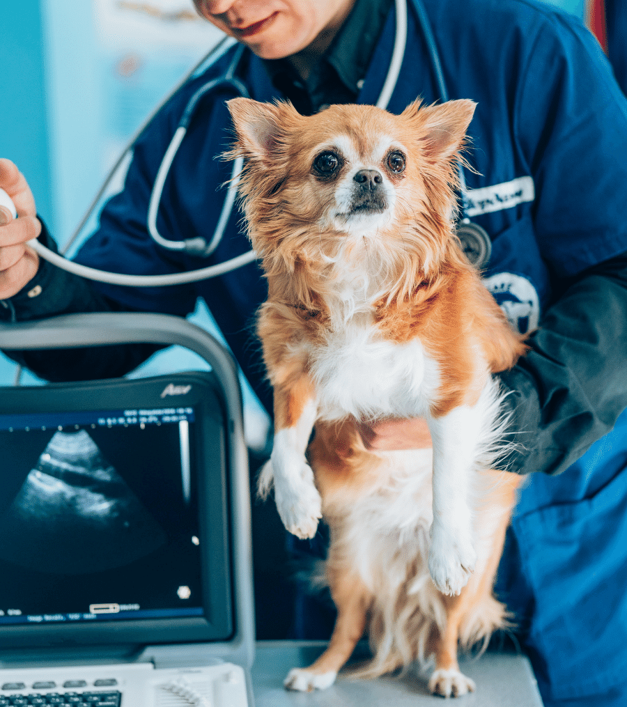 A veterinarian using ultrasound to examine dog