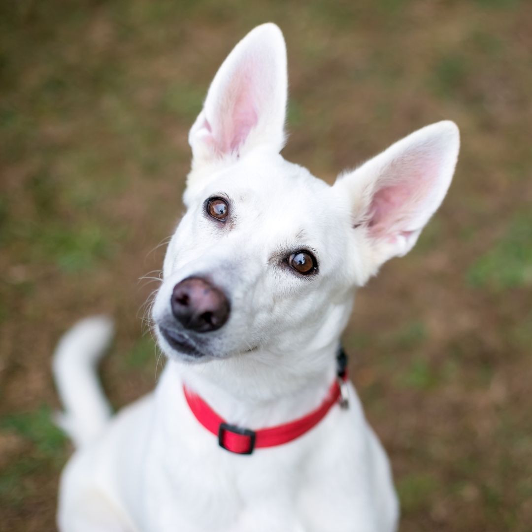 A white cute puppy in red collar