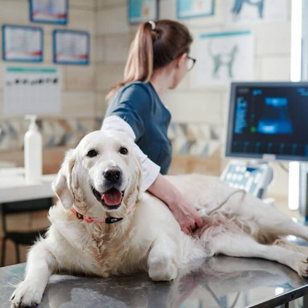 Happy dog ultrasound