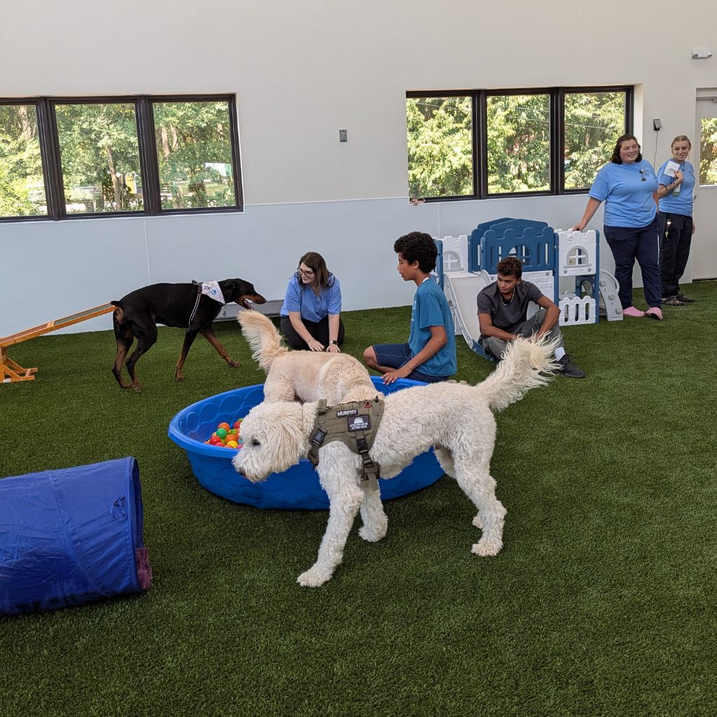 Pet Dental Care