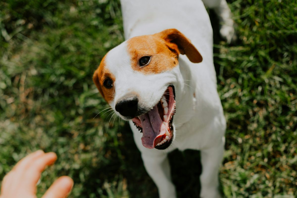 Pet Dental Care