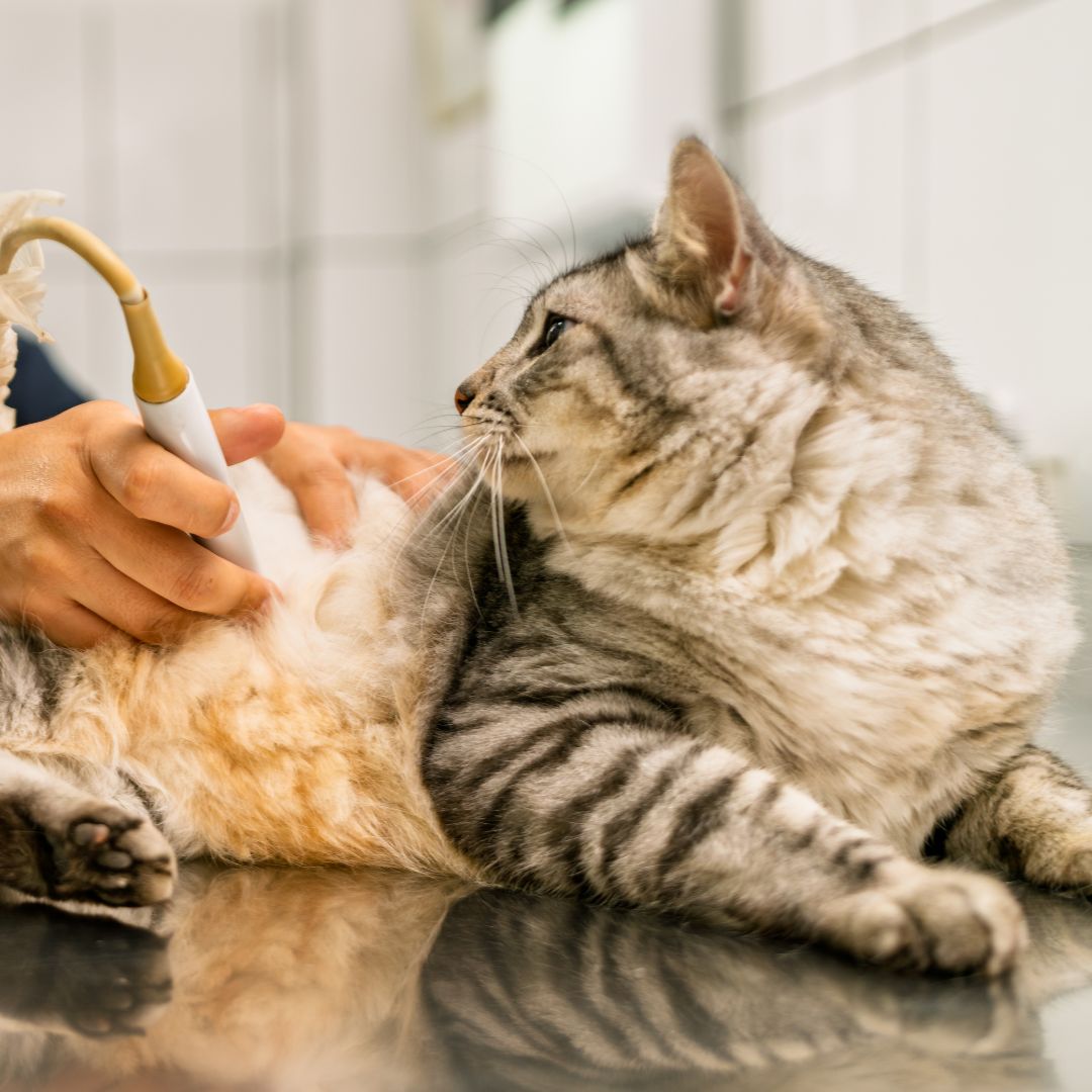 A grey tabby cat receiving a veterinary ultrasound