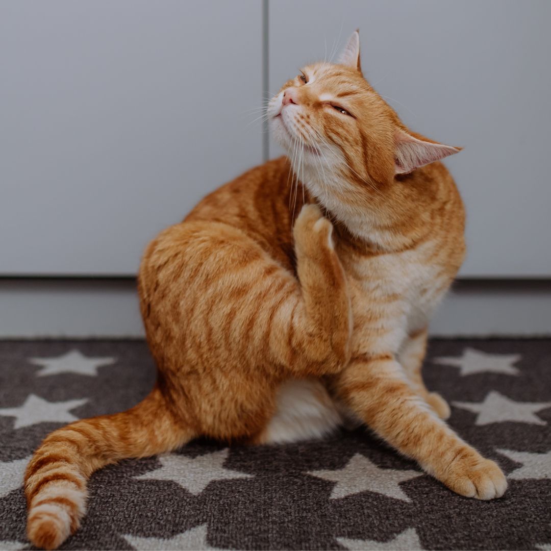 cat scratching its neck