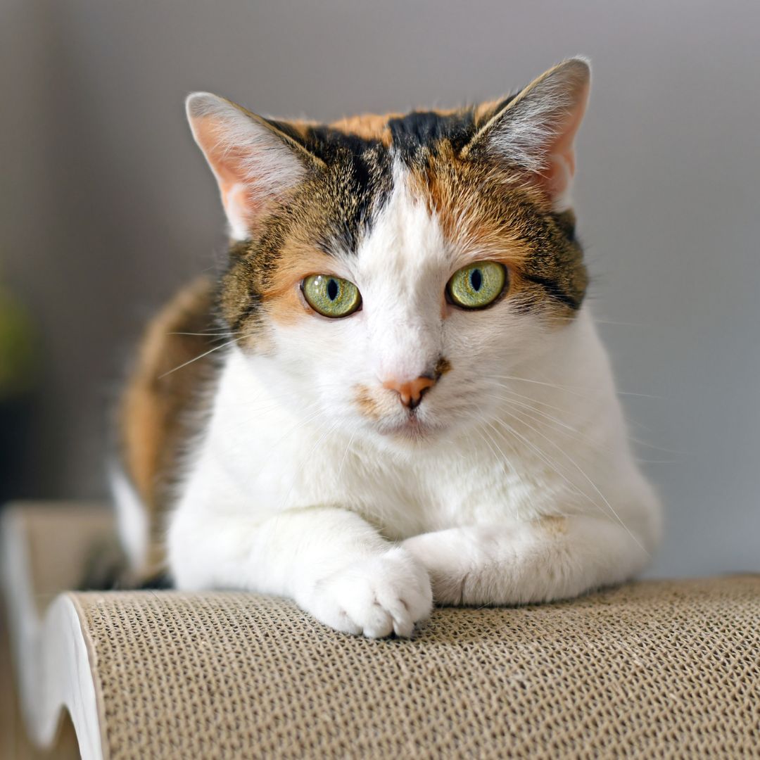 A calico cat resting on a cardboard scratcher
