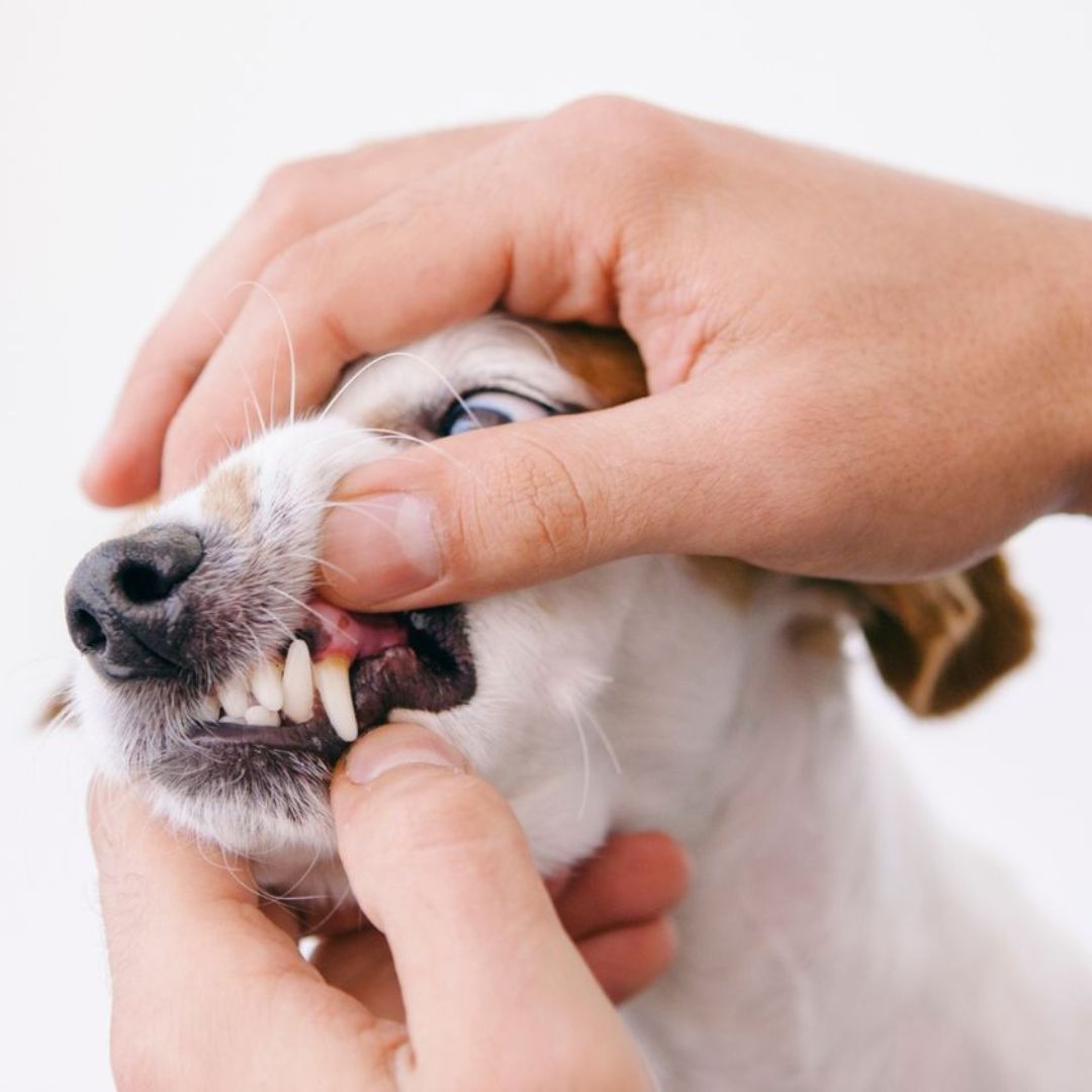 Vet checking a white and brown dog’s dental health