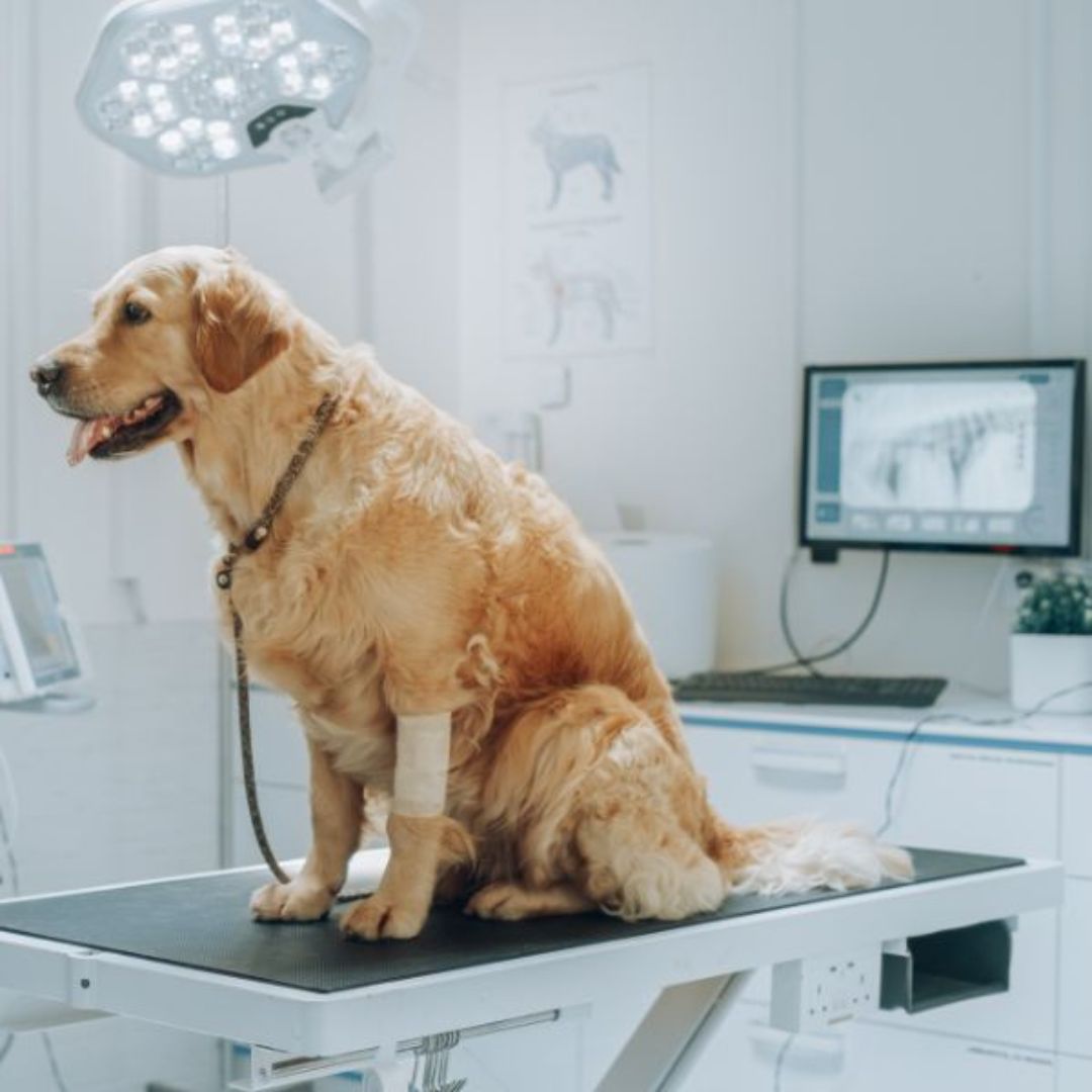 A Golden Retriever on a vet table
