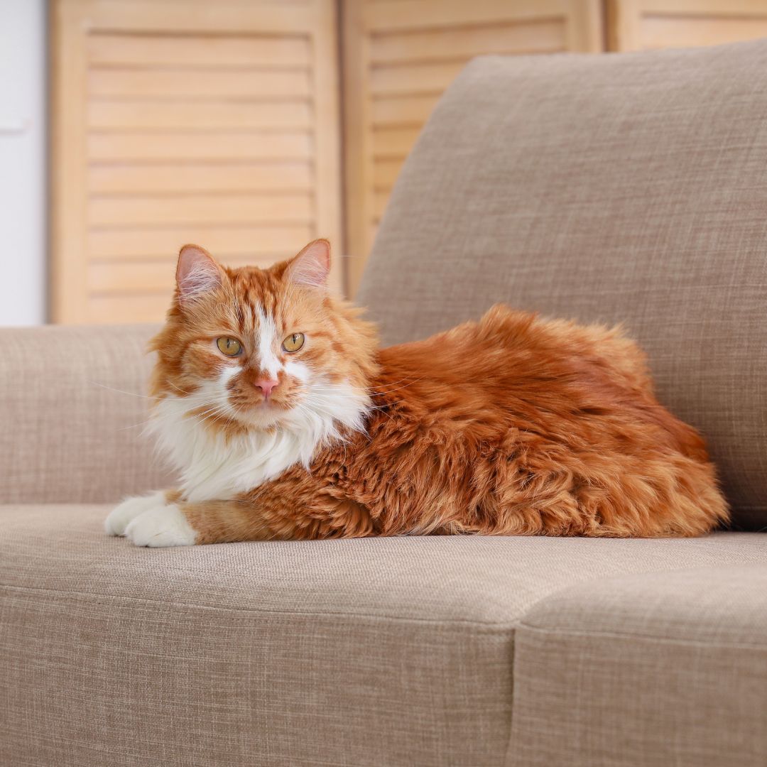 Cute fluffy cat lying on grey sofa