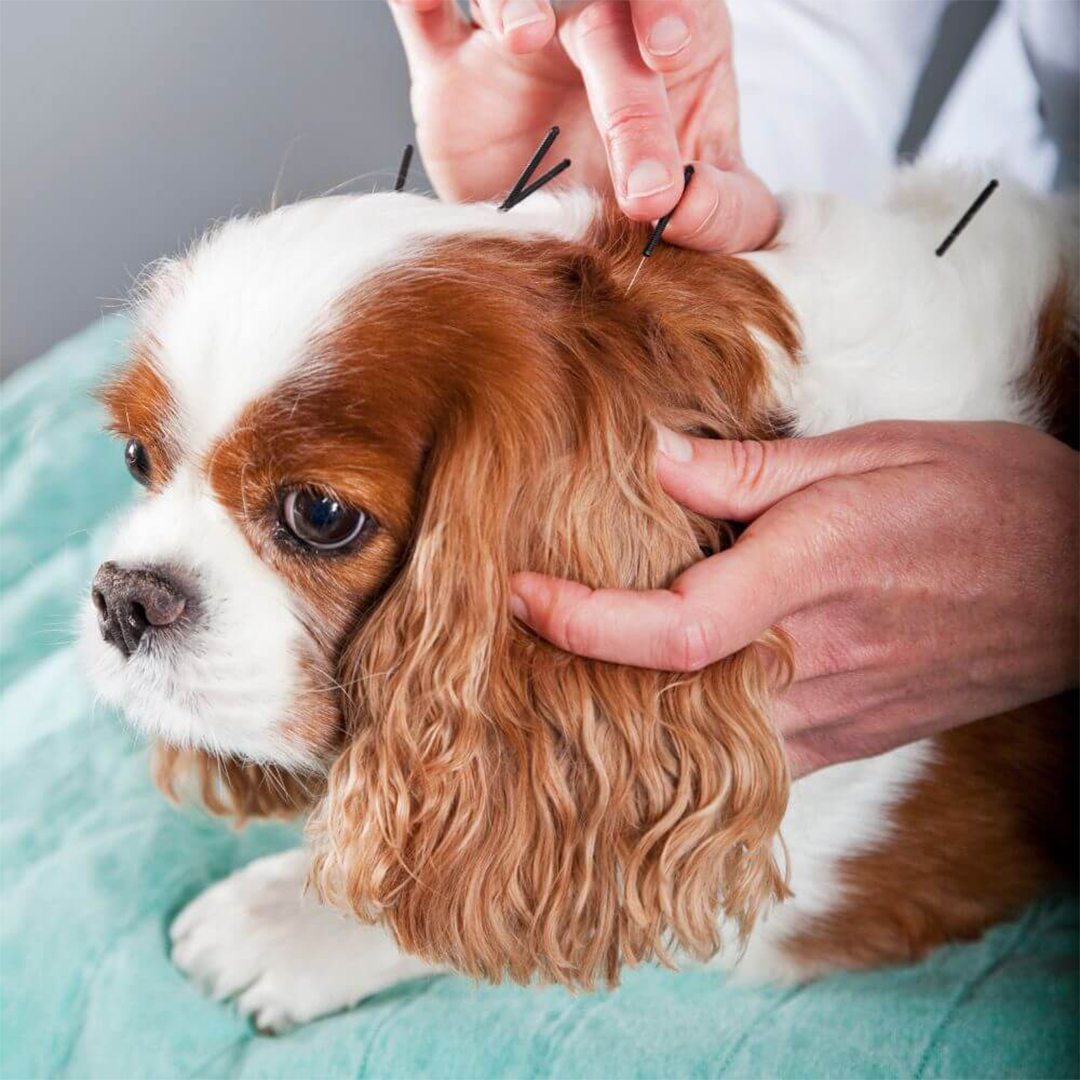 vet doing acupuncture on dog